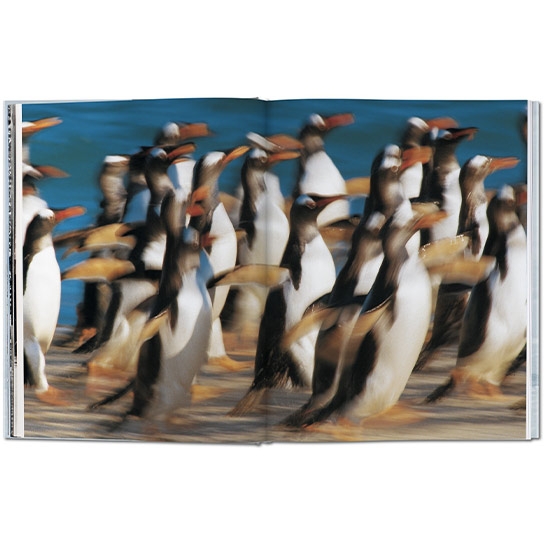 Книга Taschen Frans Lanting: Penguin - ціна, характеристики, відгуки, розстрочка, фото 3