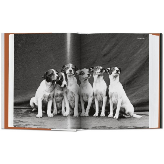Книга Taschen Raymond Merritt: The Dog in Photography 1839 Today - ціна, характеристики, відгуки, розстрочка, фото 4