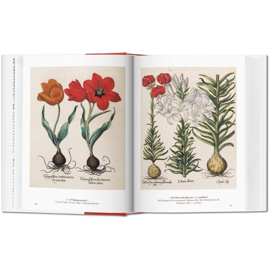 Книга Taschen H. Walter Lack: A Garden Eden. Masterpieces of Botanical Illustration - ціна, характеристики, відгуки, розстрочка, фото 4