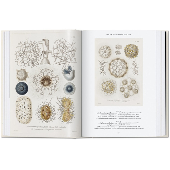 Книга Taschen Rainer Willmann, Julia Voss: The Art and Science of Ernst Haeckel. 40th Ed. - ціна, характеристики, відгуки, розстрочка, фото 2