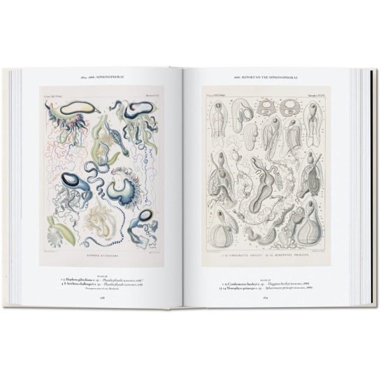 Книга Taschen Rainer Willmann, Julia Voss: The Art and Science of Ernst Haeckel. 40th Ed. - цена, характеристики, отзывы, рассрочка, фото 4